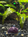 Purple Mystery Snails (5)