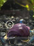 Purple Mystery Snail