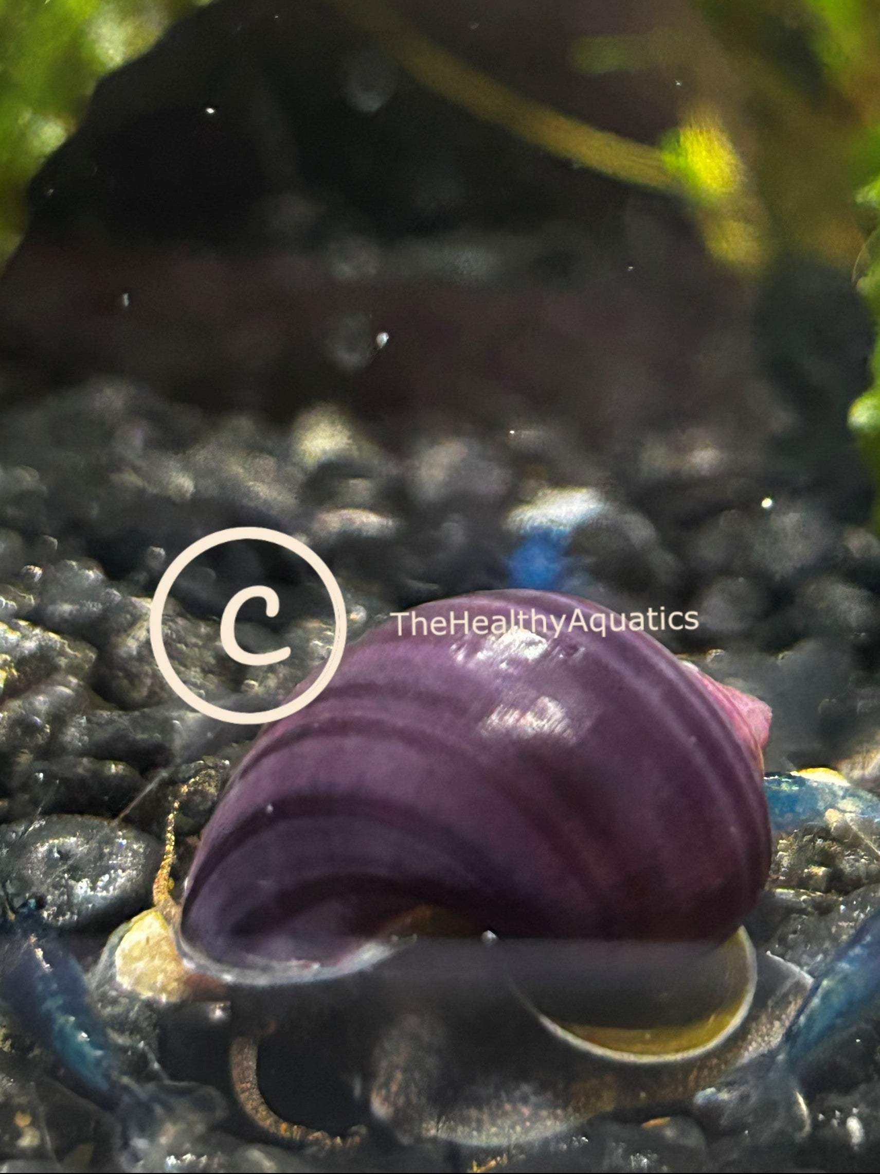 Purple Mystery Snail