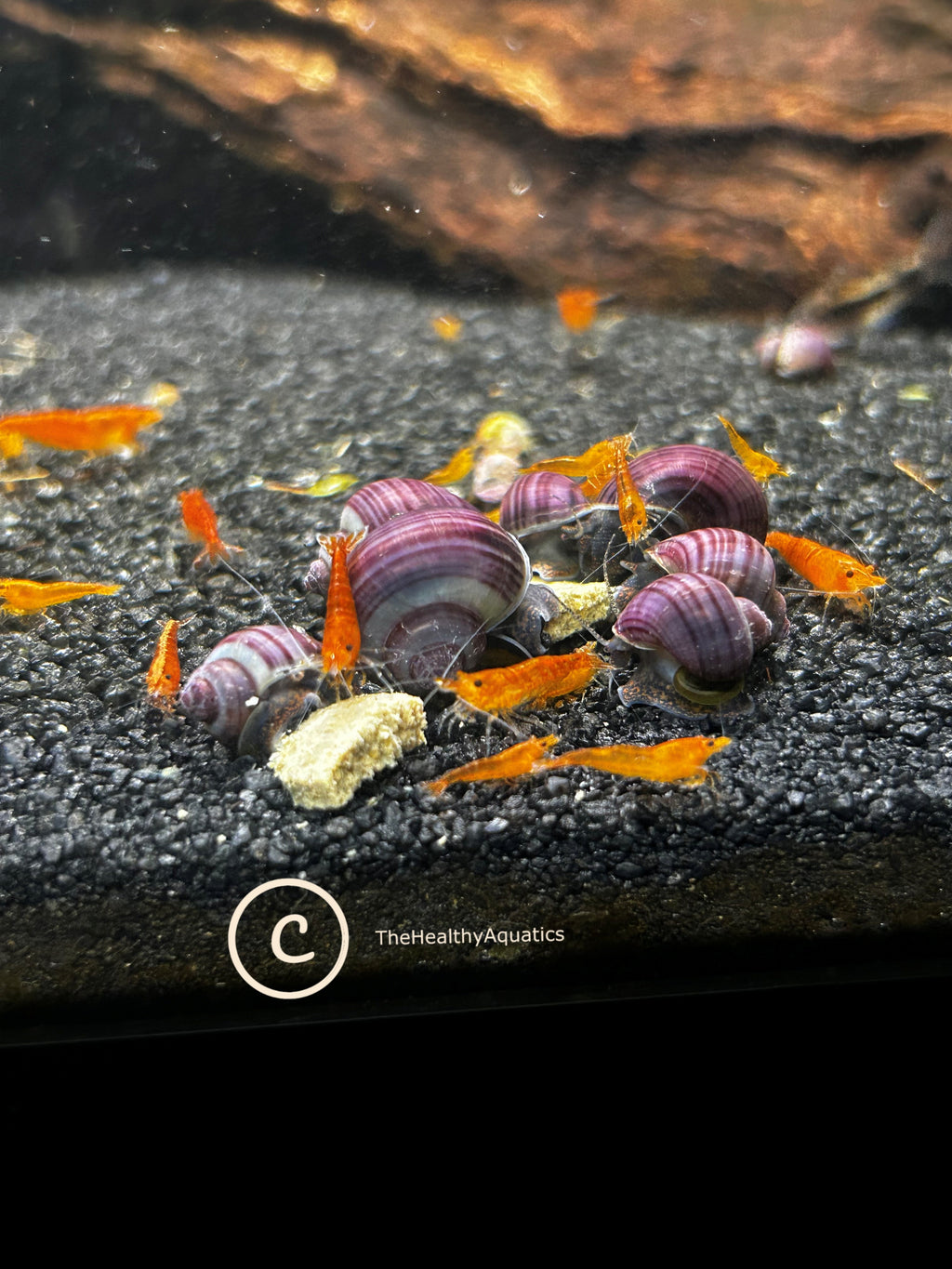 Purple Mystery Snails (5)