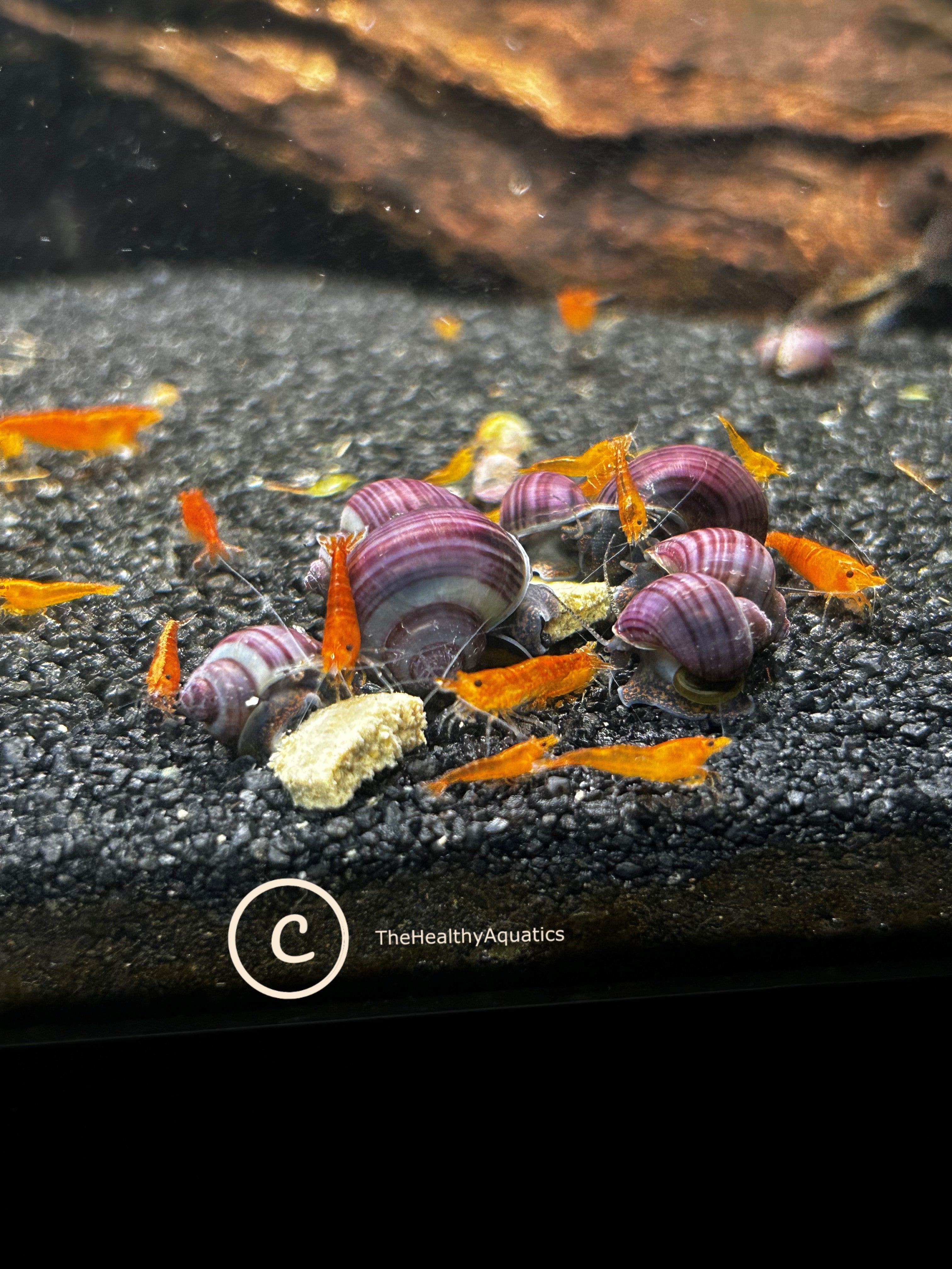 Purple Mystery Snails (5)
