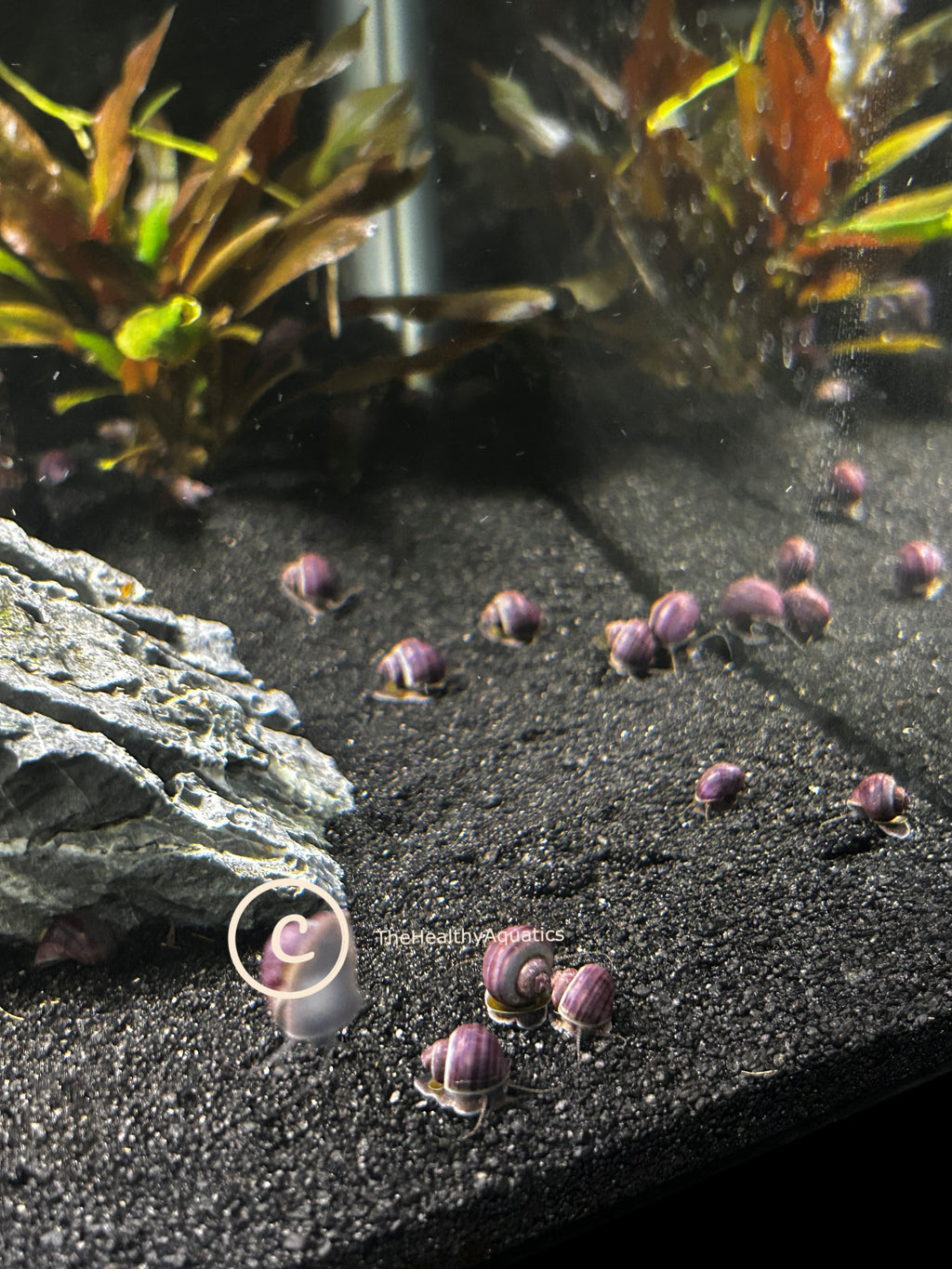 Purple Mystery Snails (5)