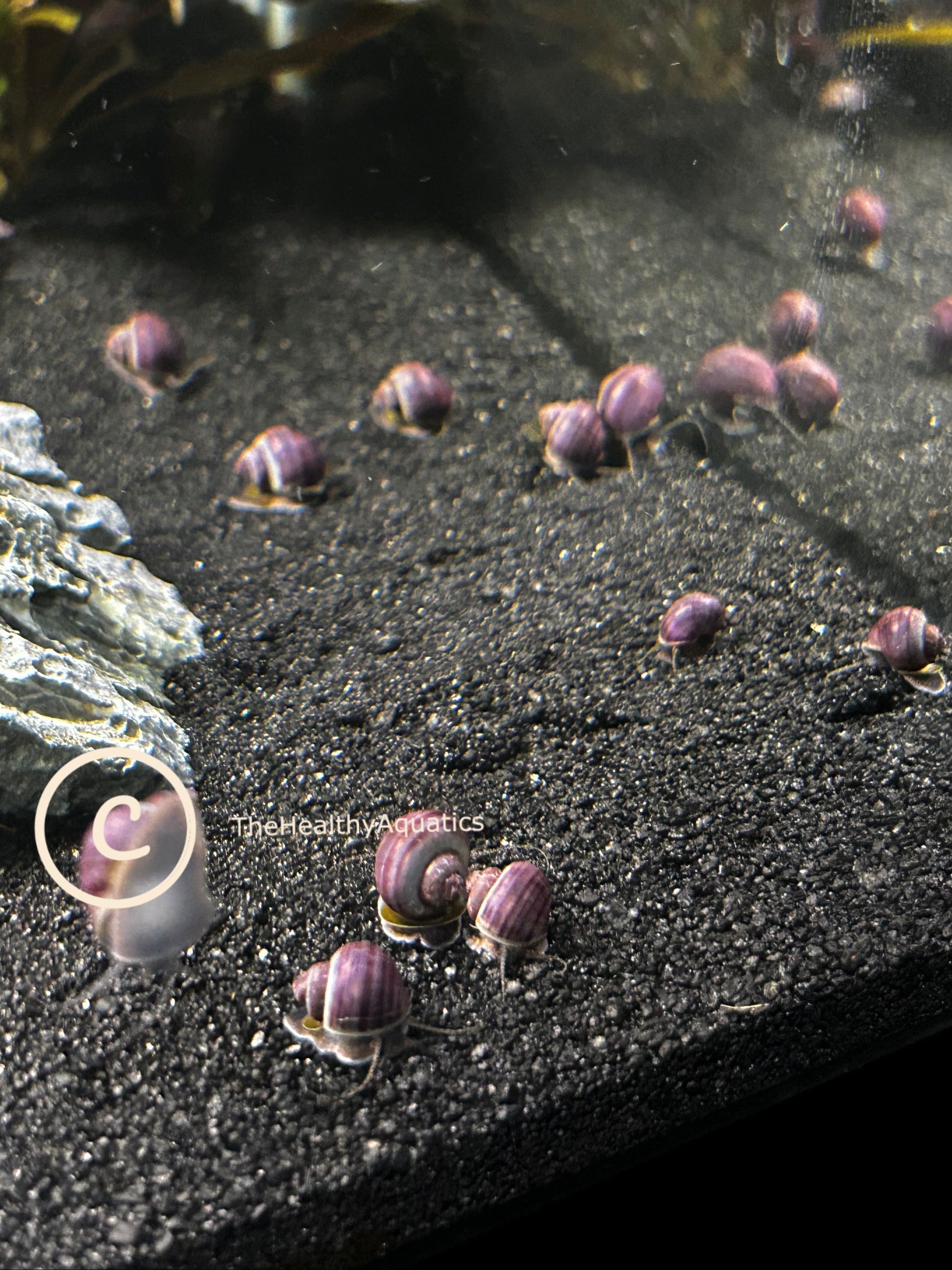 Purple Mystery Snail